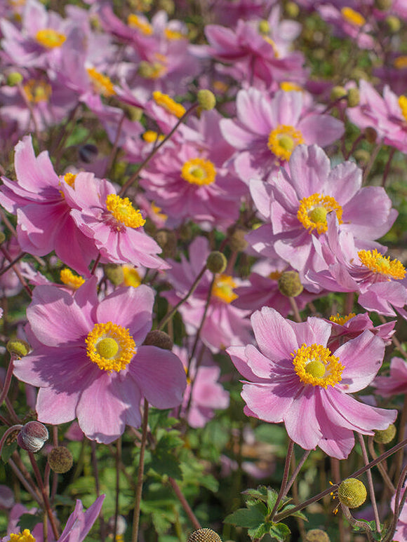 Japanese Anemone Serenade