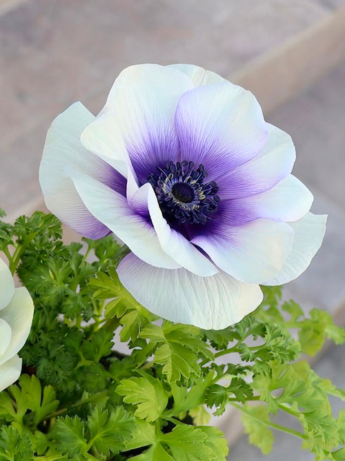 Buy Anemone Rainbow Blue/White