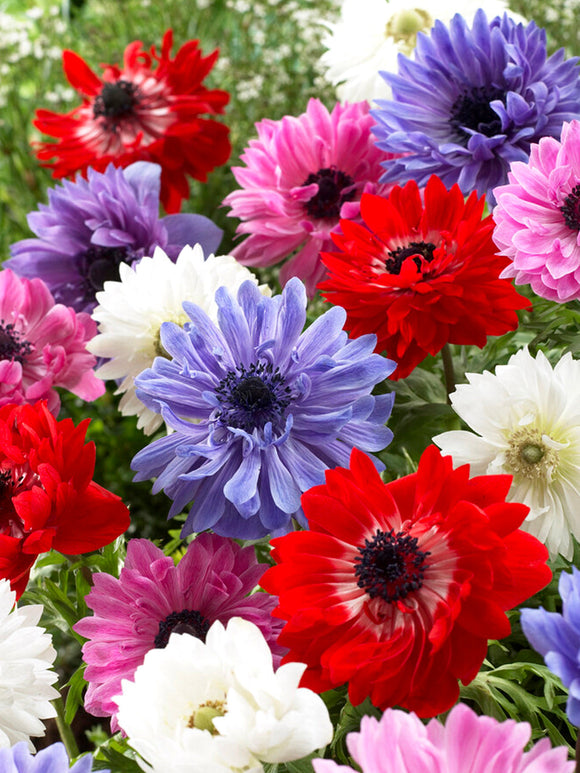 Anemone St. Brigid Bulbs