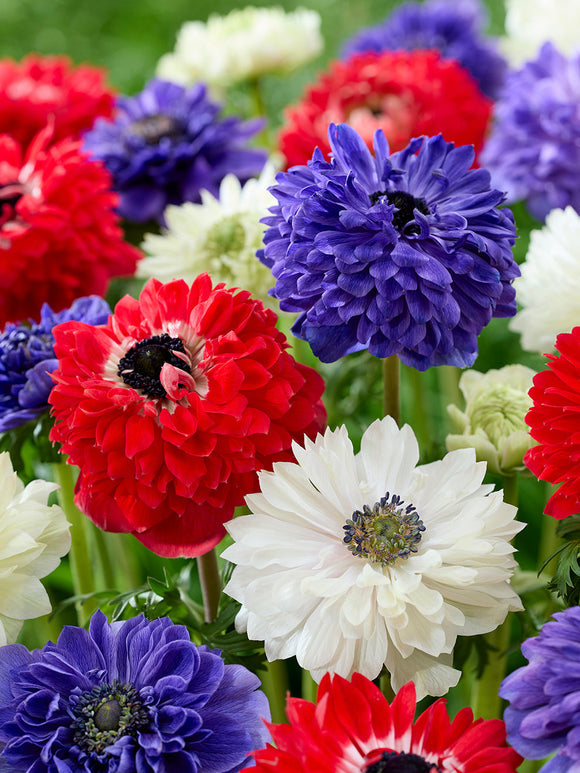Anemone Stars and Stripes Collection, delivery to Europe
