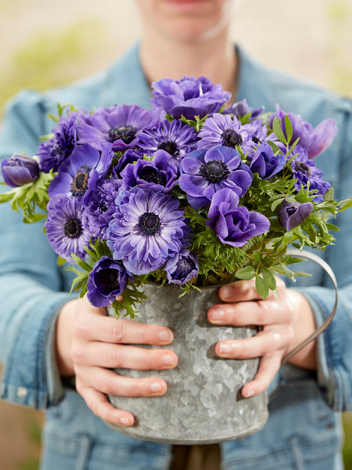 Anemone True Blue Collection, delivery in autumn to Europe
