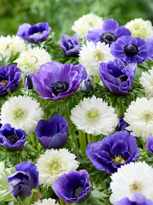Anemone White Blues Collection, shipping to Europe in autumn