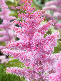 Astilbe Heart and Soul