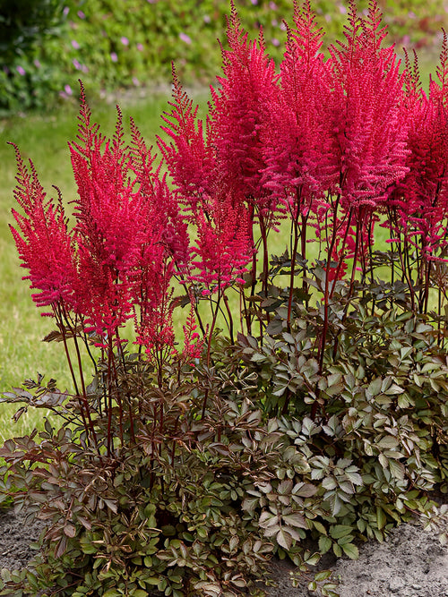 Astilbe Mighty Chocolate Cherry bare roots