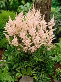 Astilbe Peach Blossom