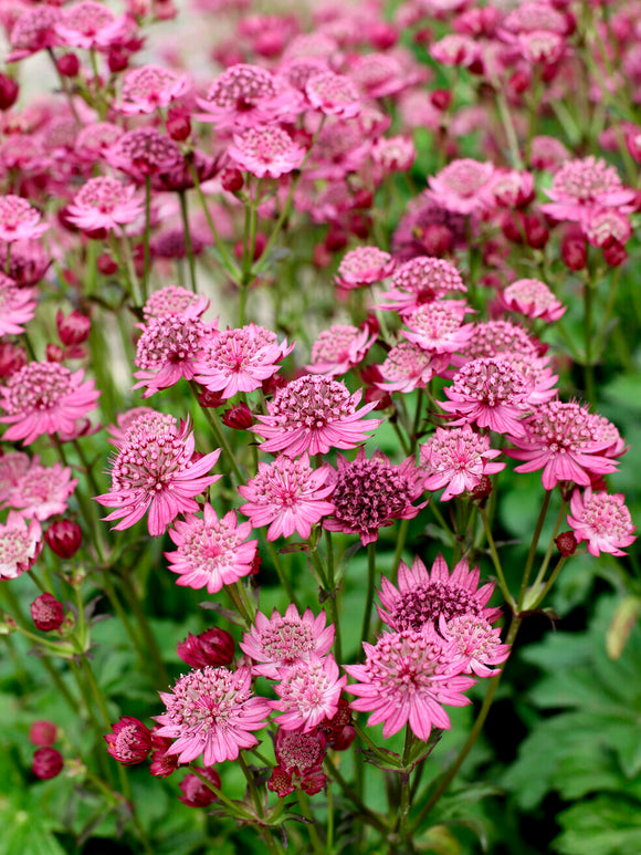 Buy Astrantia 'Cerise Button' with spring delivery in Europe!