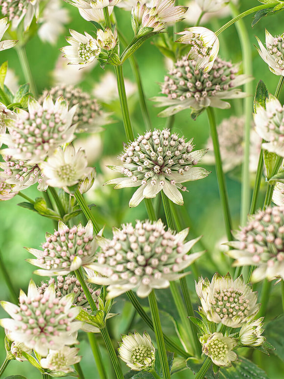 Astrantia Major Star of Billion bare roots for spring planting