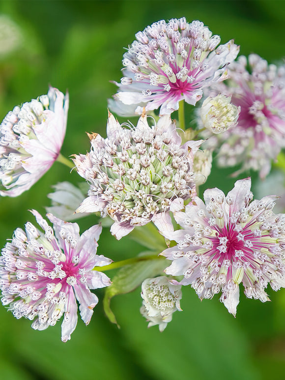 Buy Astrantia Major Superstar