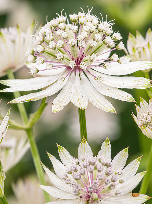 Buy Astrantia Major Superstar bare roots