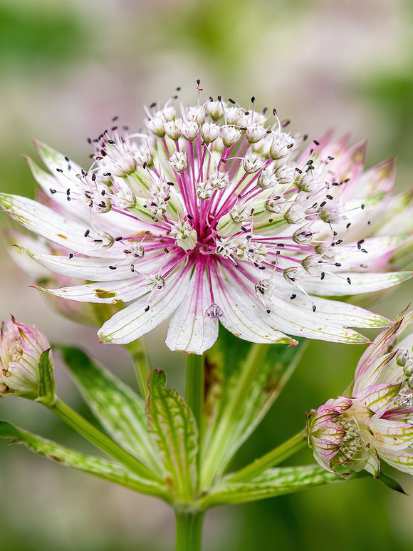 Astrantia Major Superstar