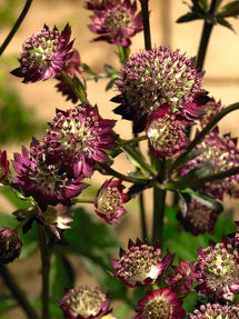 Astrantia major Moulin Rouge