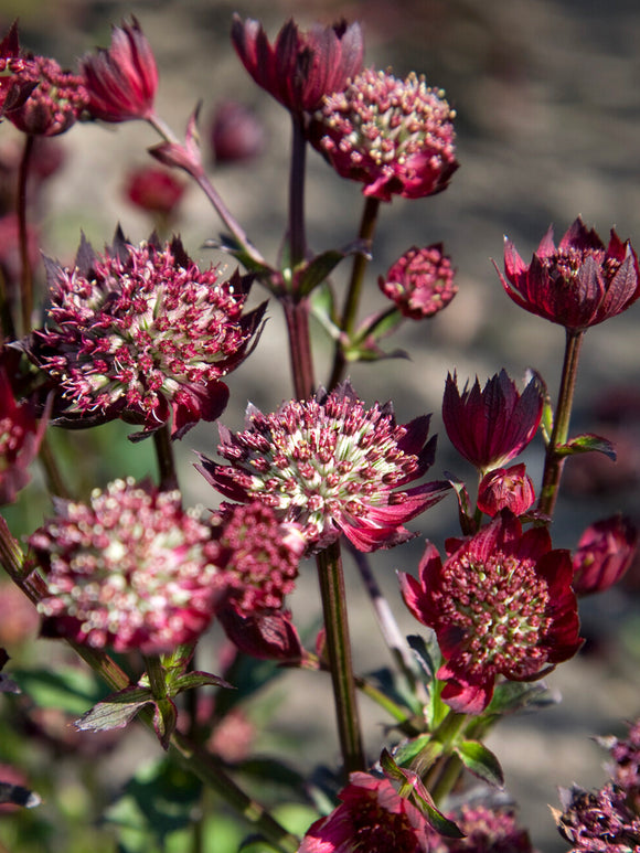 Buy Astrantia 'Moulin Rouge' Masterwort Bare Roots online