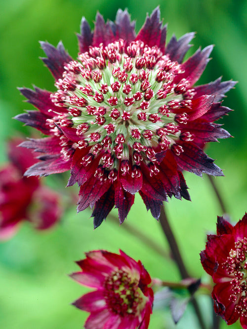 Astrantia 'Moulin Rouge' for cottage garden borders