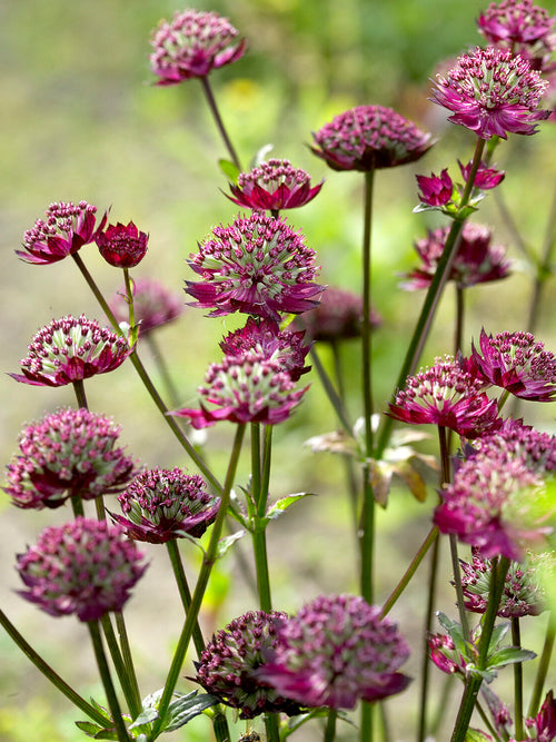 Deep red Astrantia 'Moulin Rouge' Bare Roots for planting in spring