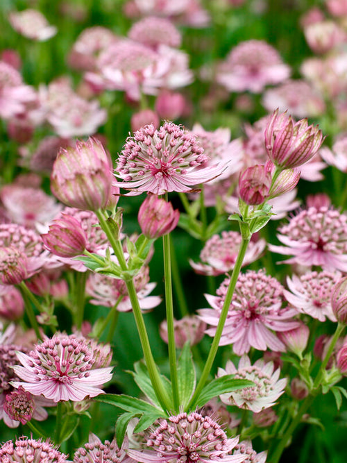 Buy Astrantia major 'Pink Button' Masterwort bare roots online