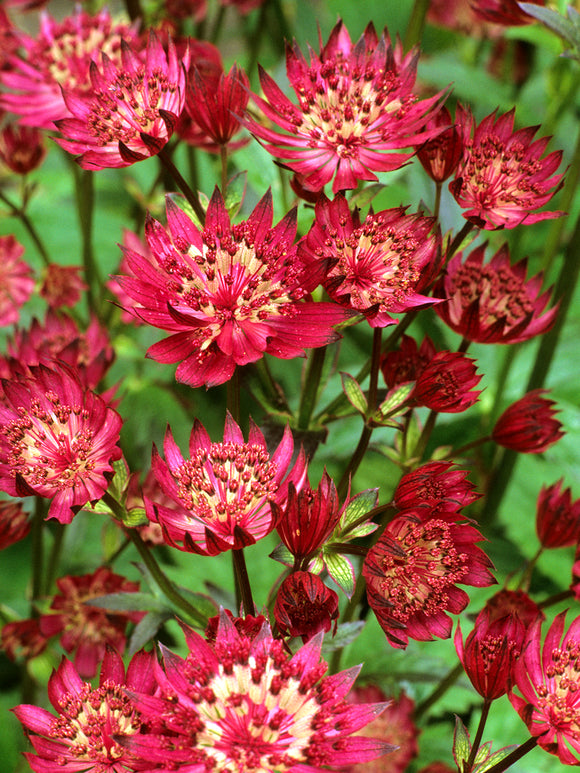 Buy Astrantia major 'Red Button' bare roots with spring delivery all over Europe