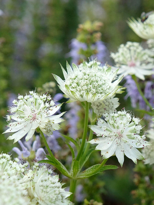 Buy Astrantia major 'White Button' bare root perennial, spring delivery