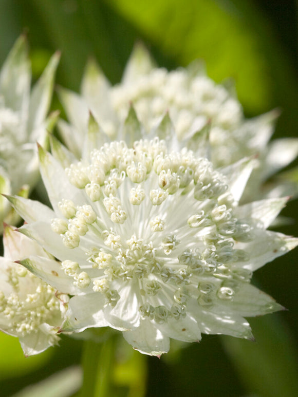 Astrantia major White Button