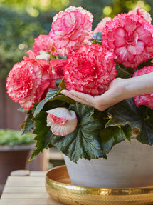 Begonia AmeriHybrid® Picotee White Pink