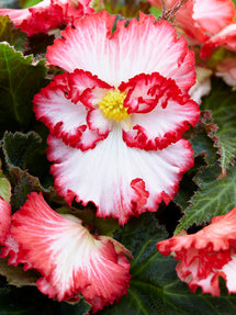 Begonia Crispa Marginata White/Red