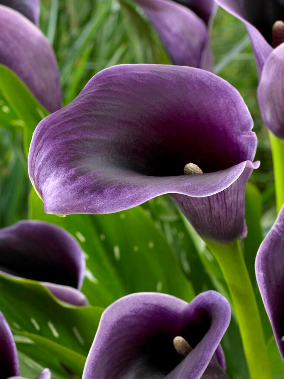 kali lily flower Calla Lily Akela