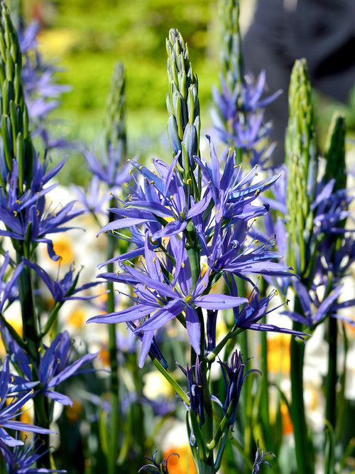 Camas Lily - Camassia Esculenta