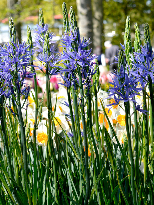 Camassia Esculenta - Blue Camas Lily