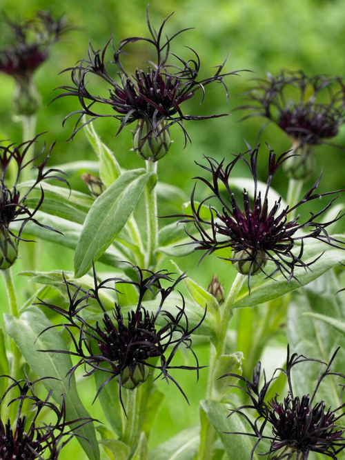 Centaurea Black Sprite spring planted bare roots, shipping in EU