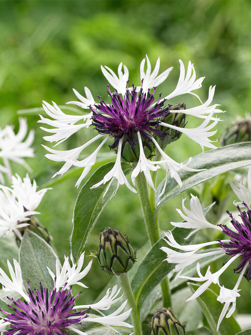 Centaurea Amethyst in Snow Bare Roots for Spring Planting