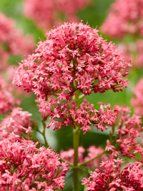 Centranthus ruber 'Atrococcineus'