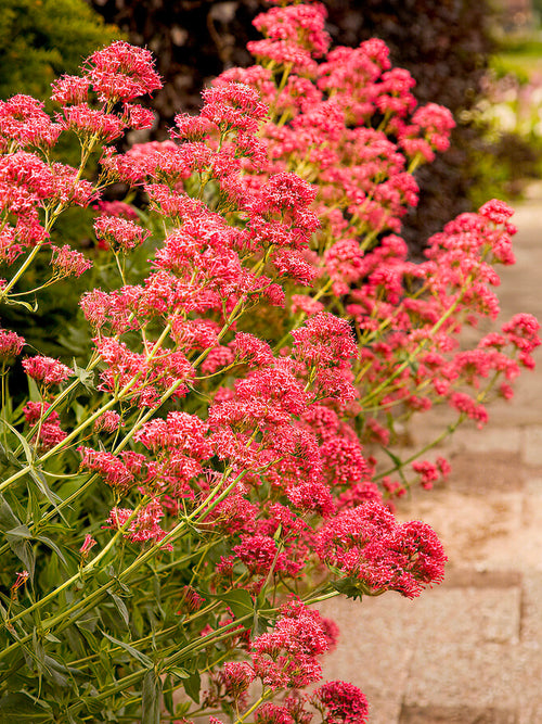 Centranthus ruber 'Atrococcineus' bare root plants