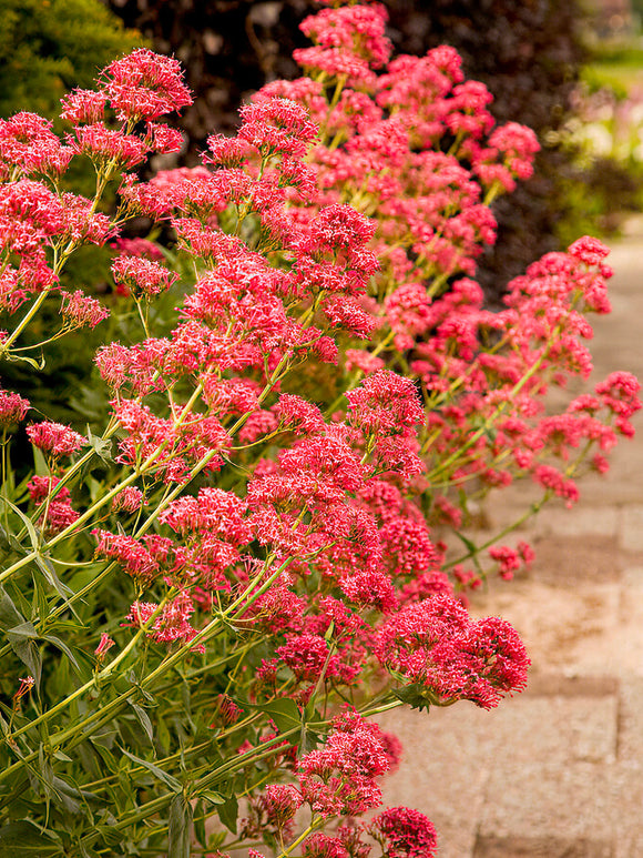 Centranthus ruber 'Atrococcineus' bare root plants