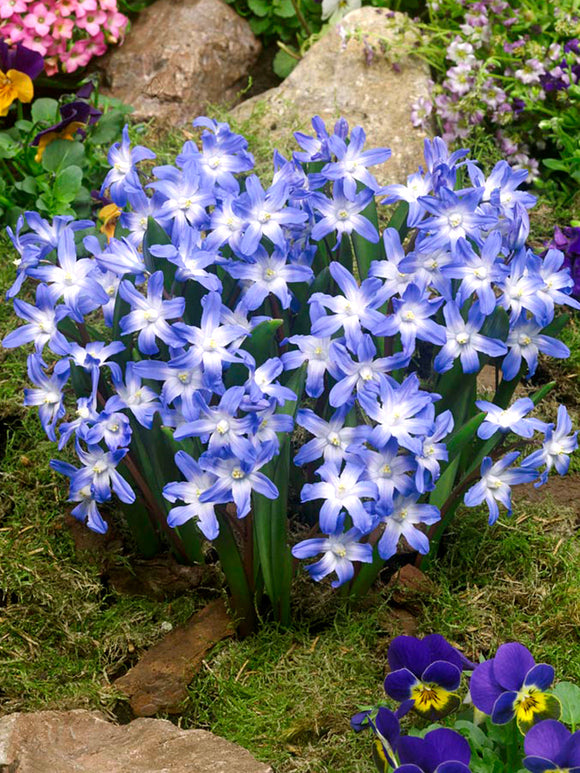 Chionodoxa Lucilea (Glory of the Snow) - Early Blooming Blue Naturalizing Flowers