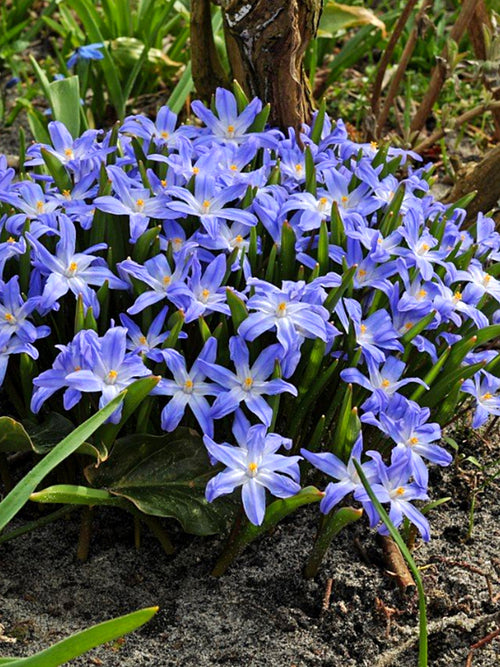 Chionodoxa Lucilea (Glory of the Snow) - Early Blooming Blue Naturalizing Flowers