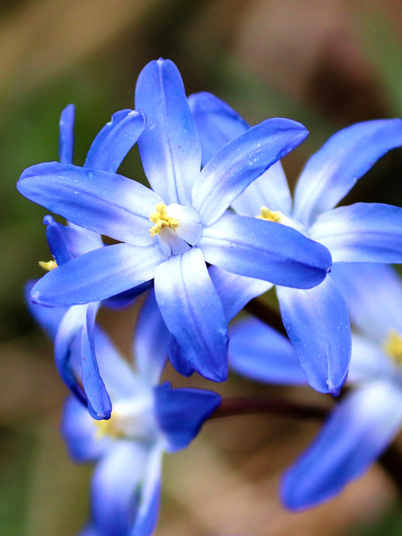 Chionodoxa Lucilea (Glory of the Snow) - Blue Naturalizing Bulbs