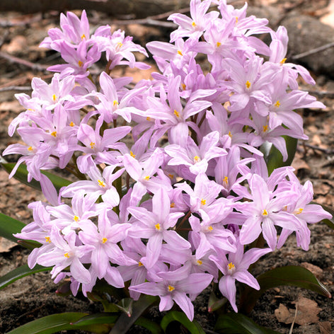 Chionodoxa Lucilea Rose Queen (Glory of the Snow)