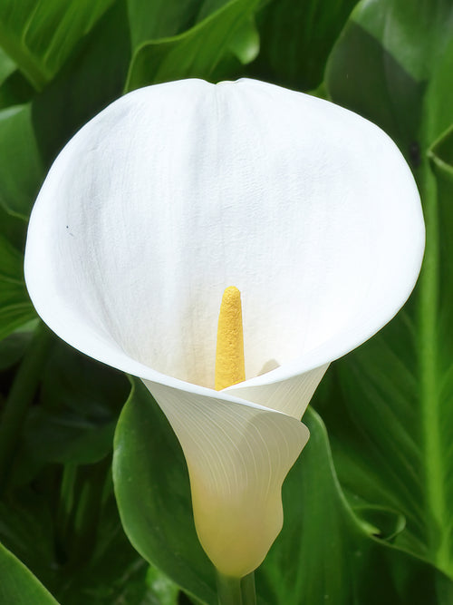 Large white calla lily bare roots for autumn delivery all over Europe 