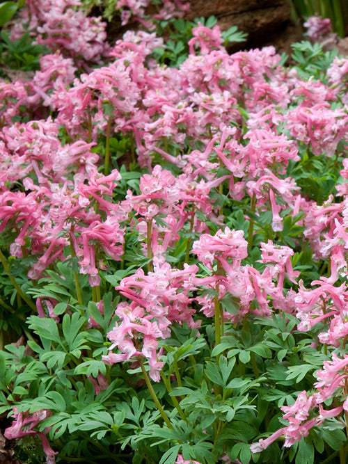 Close-up of Corydalis solida ‘Beth Evans’ tubular pink flowers and fine foliage