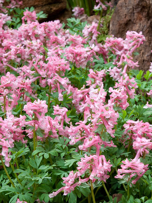 Corydalis solida ‘Beth Evans’ | Early Spring Pink Woodland Flower