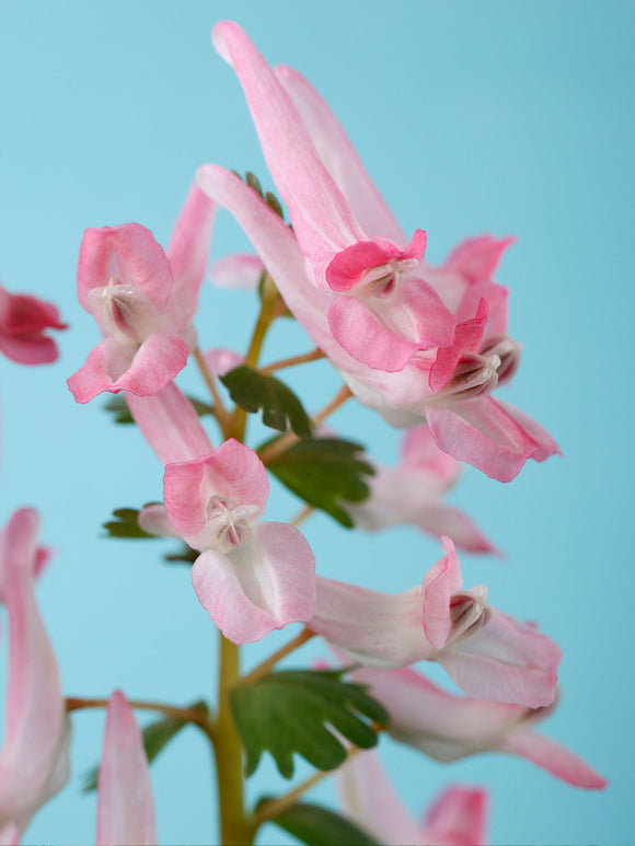 Early spring Corydalis solida ‘Beth Evans’ flowering in partial shade