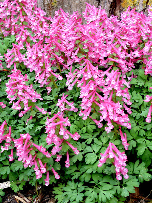 Corydalis ‘Beth Evans’ naturalising beneath trees in spring