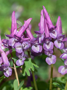 Corydalis Solida Purple Bird