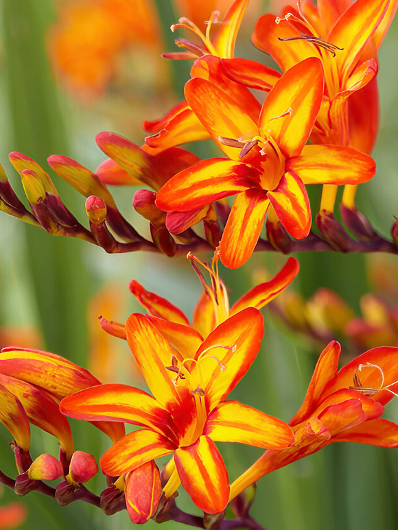 Bare Roots Crocosmia Firestars Firestarter for planting in Spring