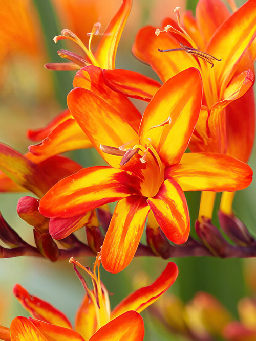 Crocosmia Corms Firestars Firestarter