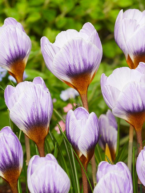Crocus Blue Marlin with silvery white petals washed with lavender blue
