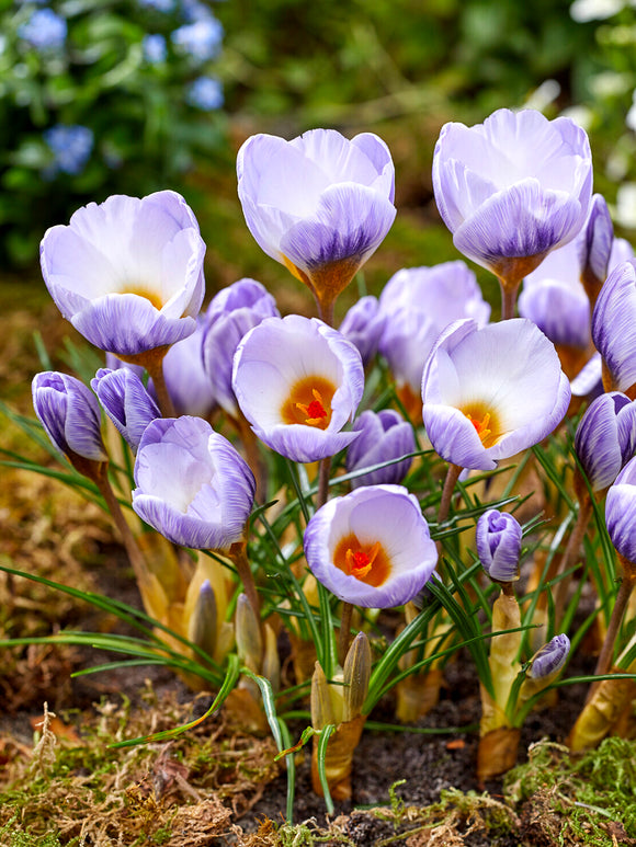 Crocus Blue Marlin blooming with deep violet bases in early spring