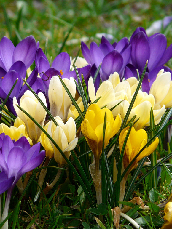 Buy Botanical Crocus Bulbs Mixed