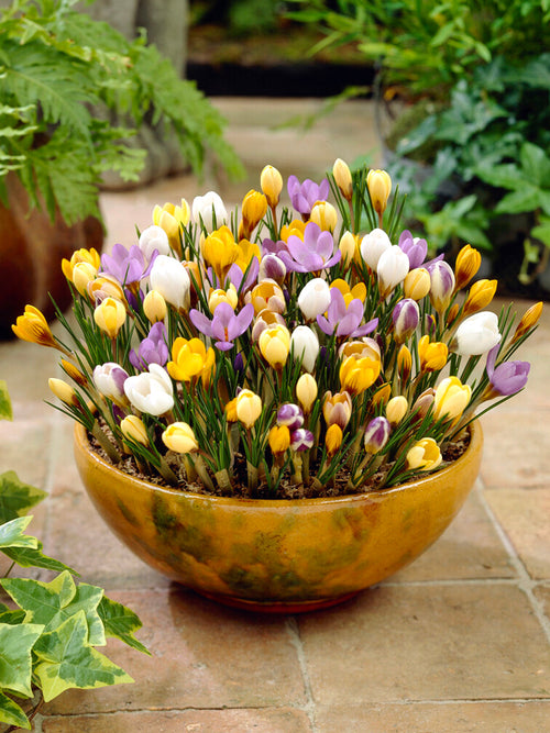 Buy Botanical Crocus Bulbs Mixed