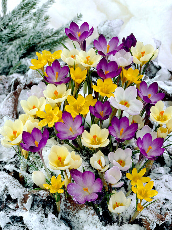 Buy Botanical Crocus Bulbs Mixed