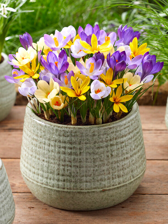 Botanical Crocus Bulbs